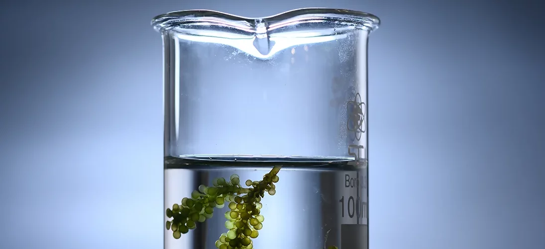 Les traitements du futur venus du monde marin