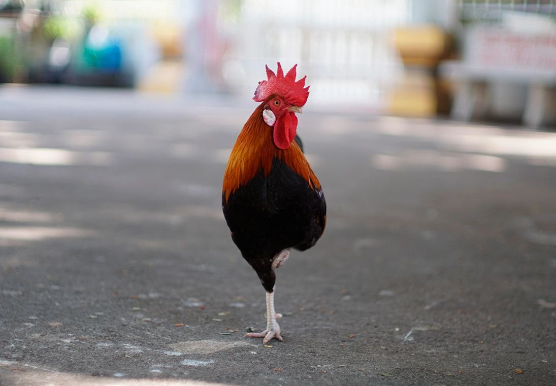 Les cocottes débarquent en ville