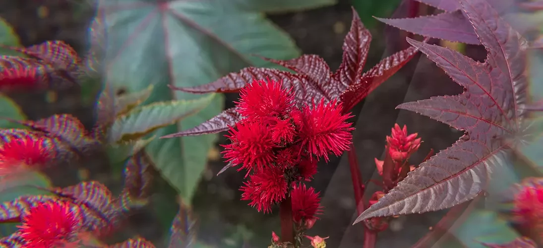Plantes toxiques : attention danger